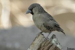 Philetairus socius