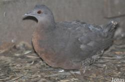 Tinaminae