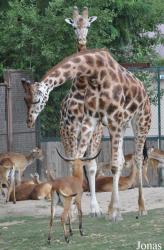 Zoo d'Amnéville