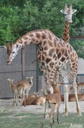 Zoo d'Amnéville
