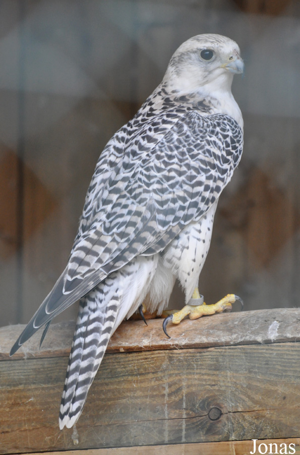 Zoo d'Amnéville