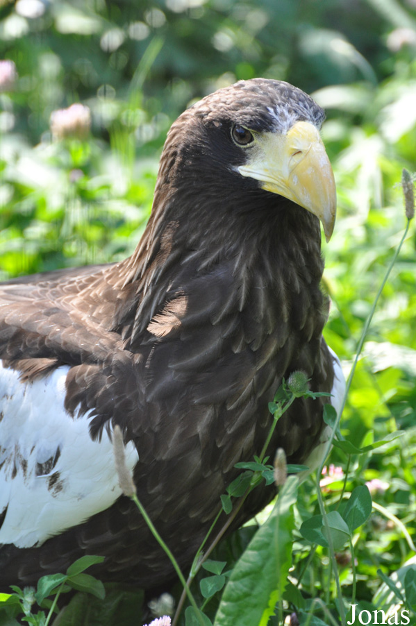 Zoo Heidelberg