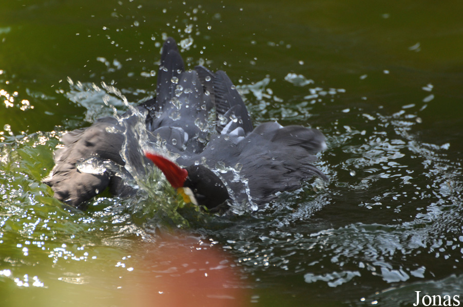 Zoo Heidelberg