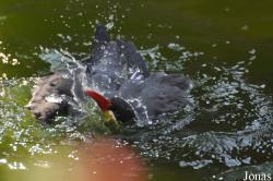 Zoo Heidelberg