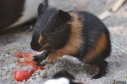 Cavia porcellus