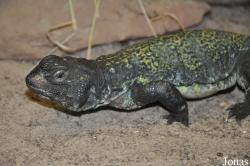 Zoo Landau in der Pfalz