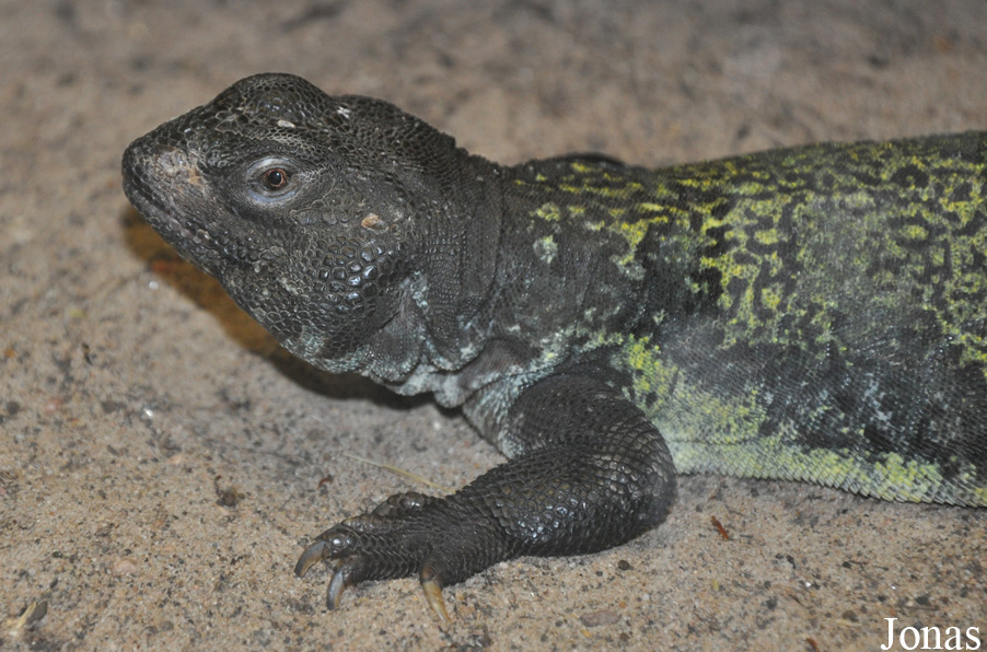 Zoo Landau in der Pfalz