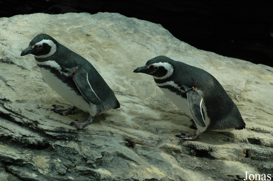 Oceanário de Lisboa