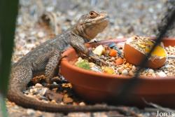 Oplurus quadrimaculatus