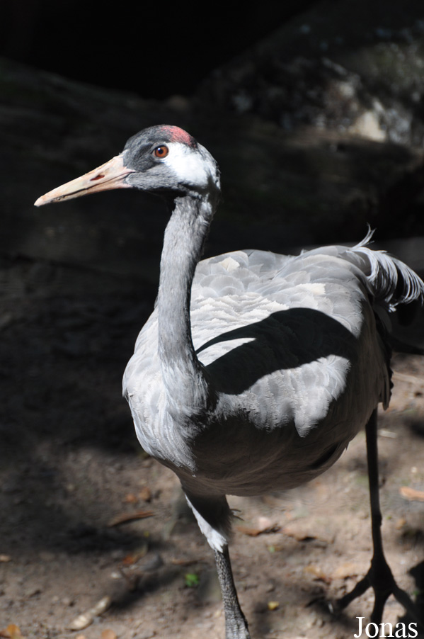 Zoo Landau in der Pfalz