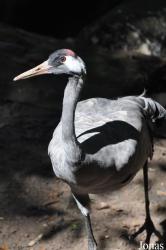 Zoo Landau in der Pfalz
