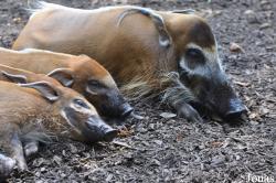 Zoo Landau in der Pfalz