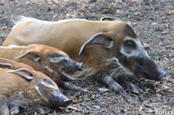 Zoo Landau in der Pfalz
