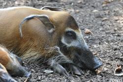 Zoo Landau in der Pfalz