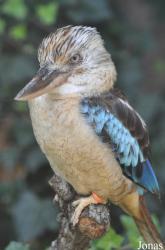 Zoo Landau in der Pfalz