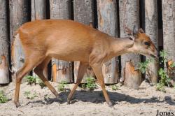 Zoo Landau in der Pfalz
