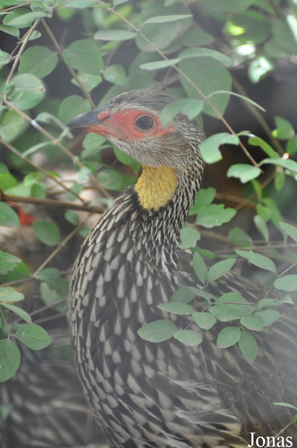 Zoo Landau in der Pfalz
