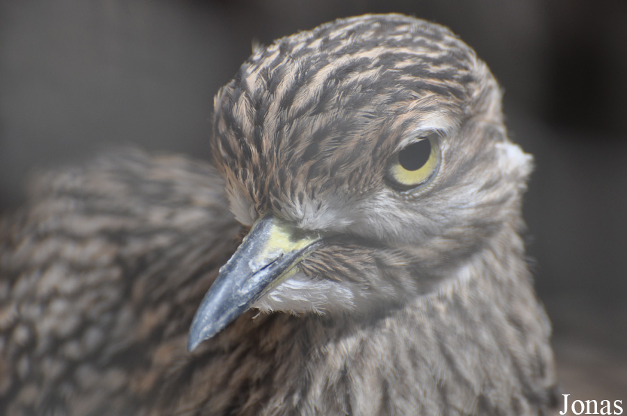 Zoo Landau in der Pfalz