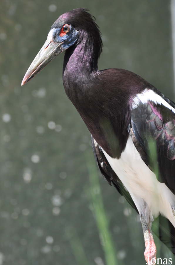 Zoo Landau in der Pfalz