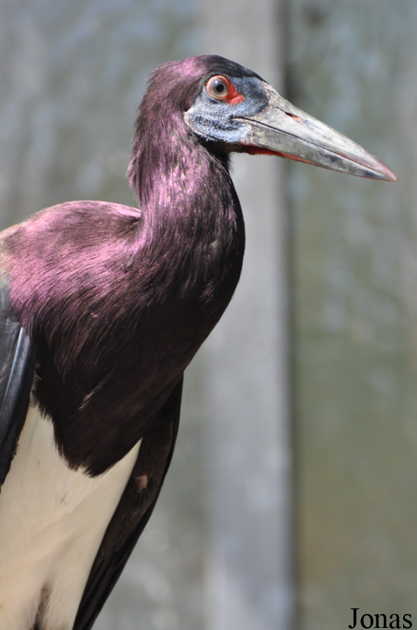 Zoo Landau in der Pfalz