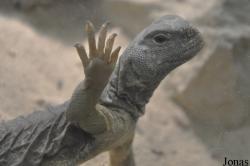 Reptilium