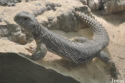 Reptilium