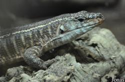 Reptilium