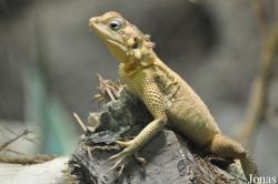 Reptilium