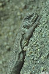Reptilium
