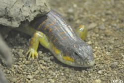 Eumeces schneideri aldrovandii