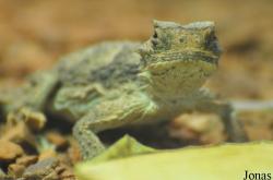 Reptilium