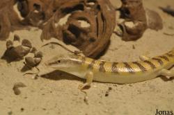 Reptilium