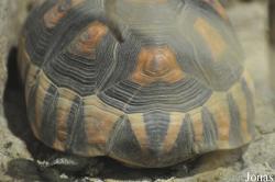 Reptilium