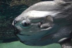 Tetraodontiformes