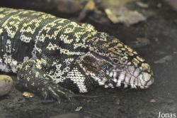 Reptilium