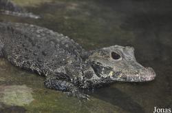 Reptilium