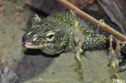 Reptilium