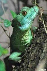 Reptilium