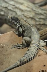 Reptilium