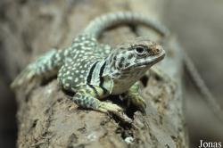 Reptilium