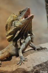 Reptilium