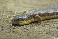 Reptilium