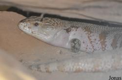 Tiliqua gigas evanescens