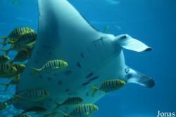 Manta birostris