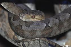 Reptilium