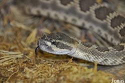 Crotalus oreganus