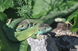 Lacerta bilineata