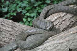 Natrix tessellata