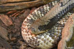 Hydrodynastes gigas