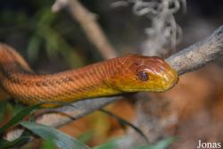 Pantherophis obsoletus
